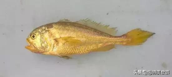 曾是四大海产之一,靠叫声互相识别,却被人类用噪声团灭