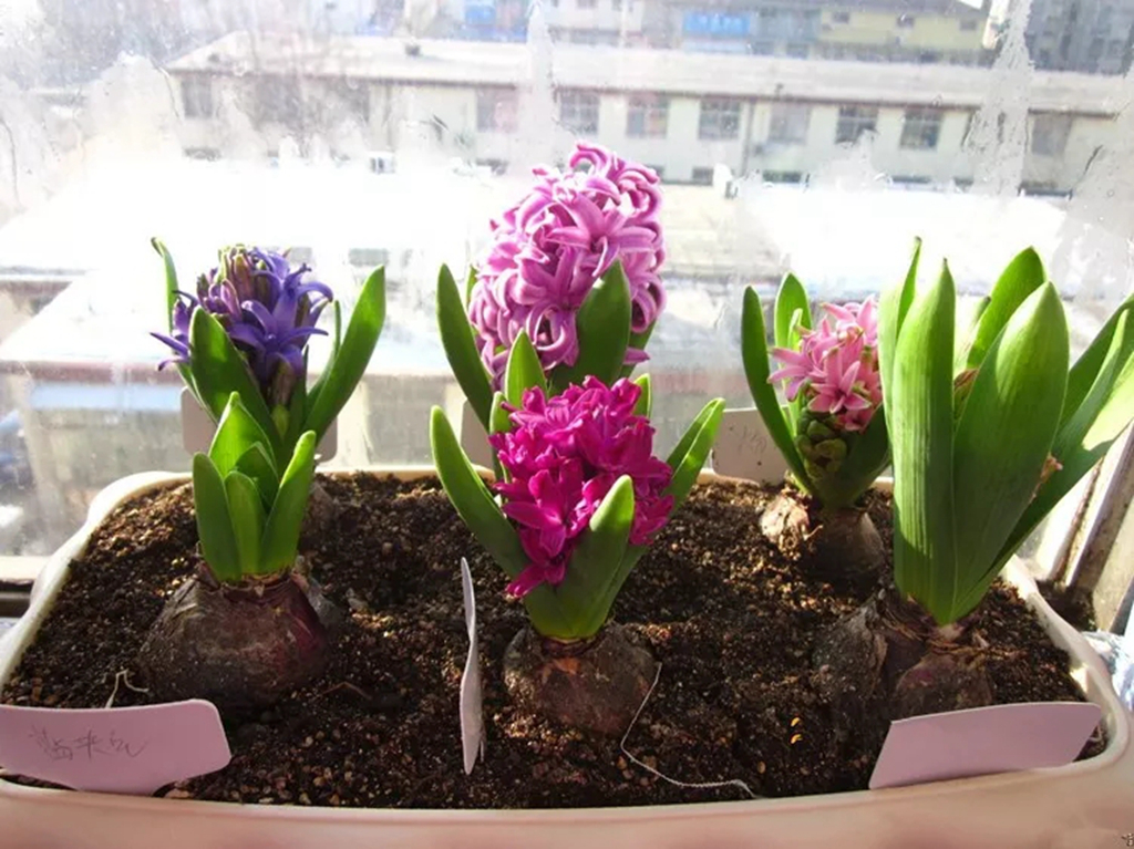 客厅卧室持久留香的香水,家里适合放什么香水