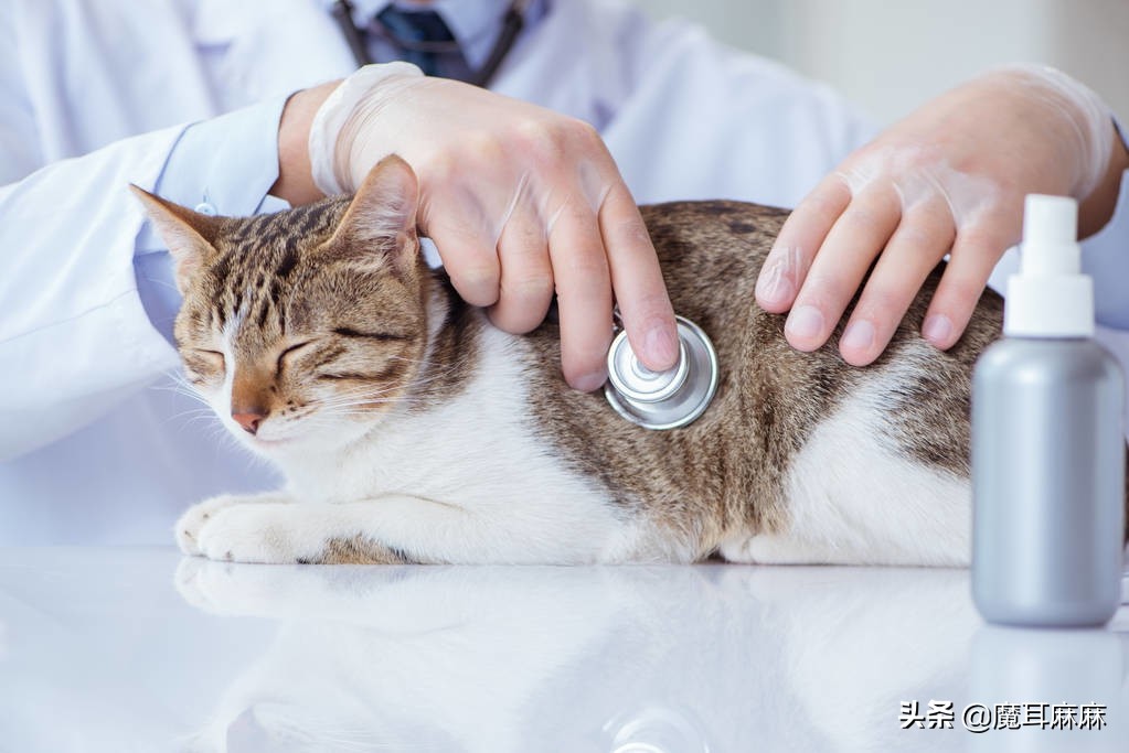 养猫常备哪些药品,家里养猫常备药