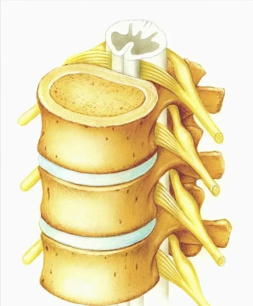 腰痛的最快治疗方法做什么检查,腰痛鉴别诊断标准是啥
