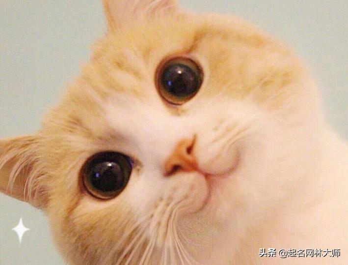 猫咪洋气的名称,猫咪可爱洋气又霸气大全