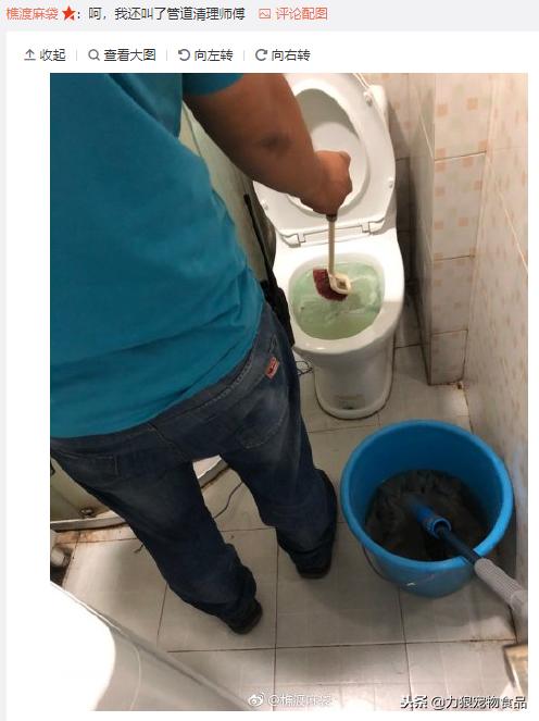 猫砂可以直接倒入马桶吗,猫砂可不可以倒入马桶