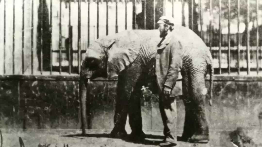 小飞象真实事迹,小飞象哭了全过程