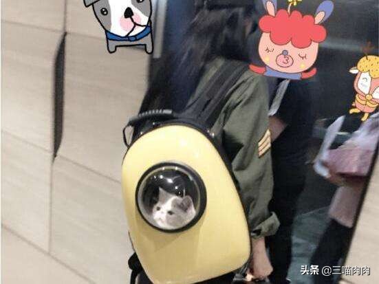 领养猫咪需要注意哪些,领养猫咪需要问些什么