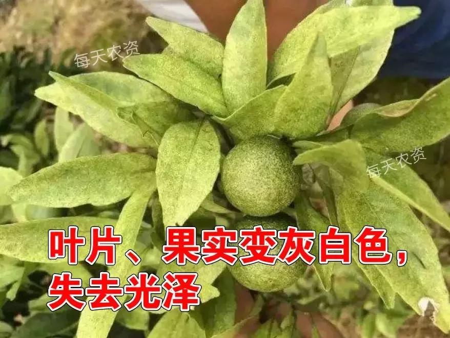 螨类害虫什么时候发生,螨类害虫有哪些特征