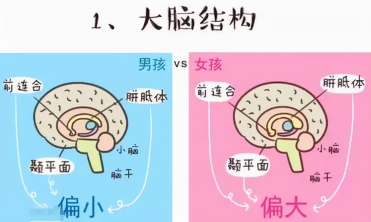 男孩大脑开窍比女孩晚,男孩为啥比女孩心智成熟慢