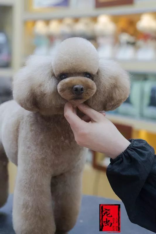 宠物美容专业的职业规划,宠物美容的理解与想法