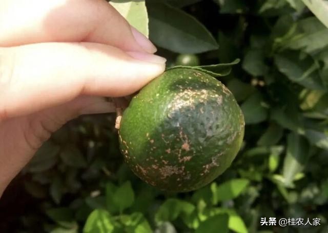 这个病害如果预防不到位，会对今年柑橘的产量和品质带来很大影响