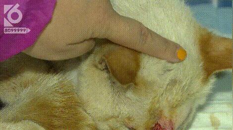 猫咪眼睛被刺了一下,小猫的眼睛被鱼叉刺穿