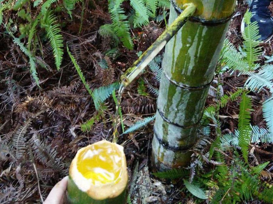 真实的竹子酒,竹子酒真有吗