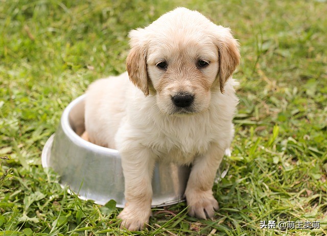 养金毛幼犬吃什么狗粮比较好,养金毛幼犬吃什么狗粮最好