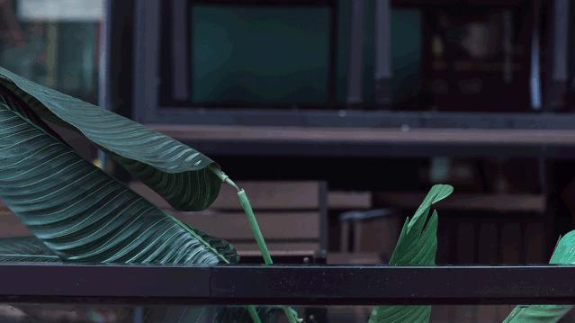 中国风奶茶包装,港风奶茶包装设计