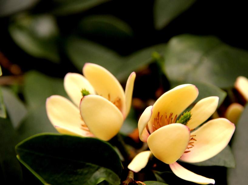 诗词-花能含笑笑何人？古诗词了的含笑花，如美人含羞，嫣然一笑