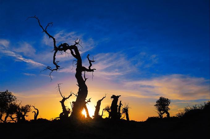 感受额济纳旗胡杨林的气息和美景,感受大漠深处最美秋色