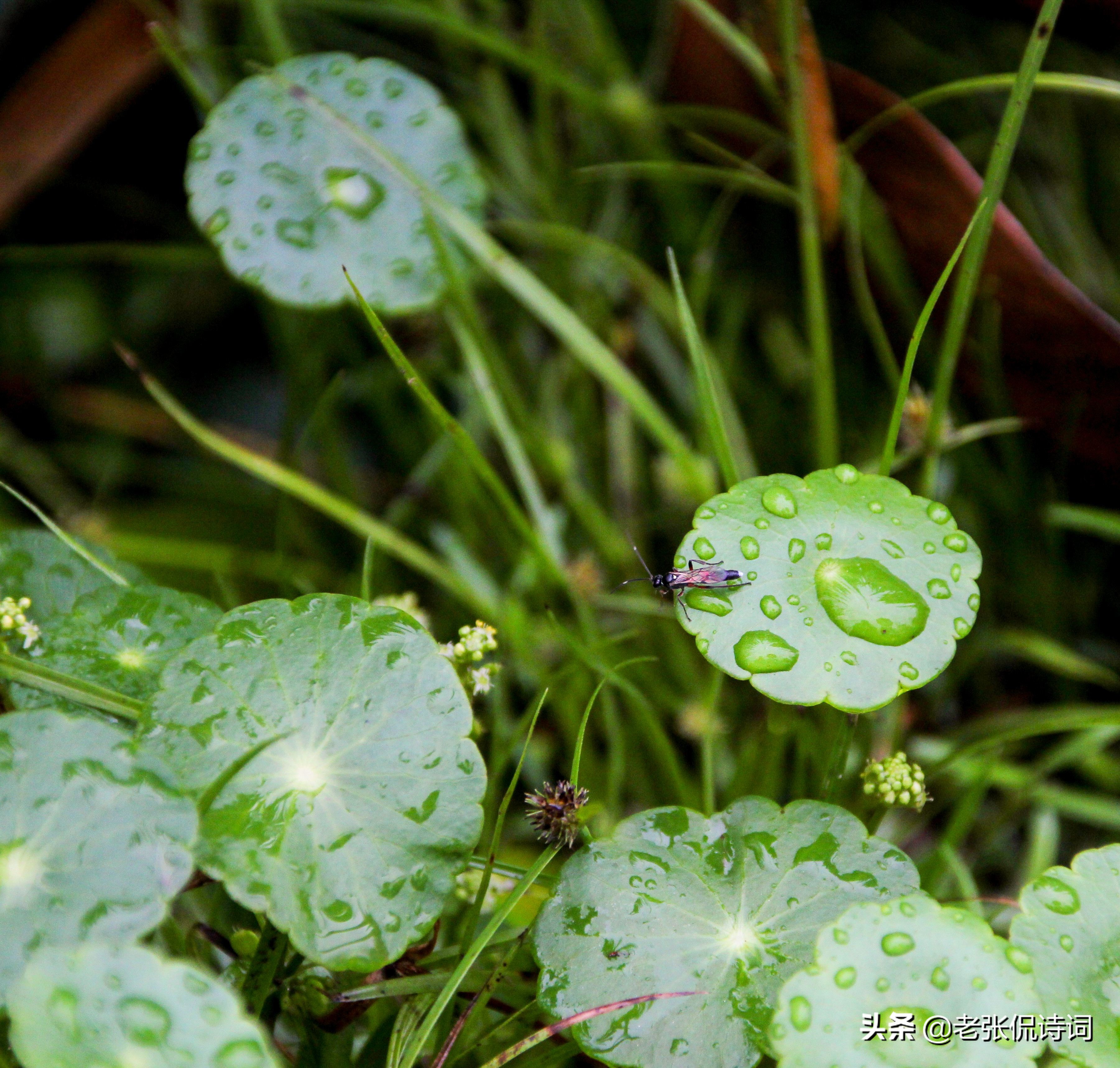 七绝南宋诗,宋诗三百首五言绝句大全