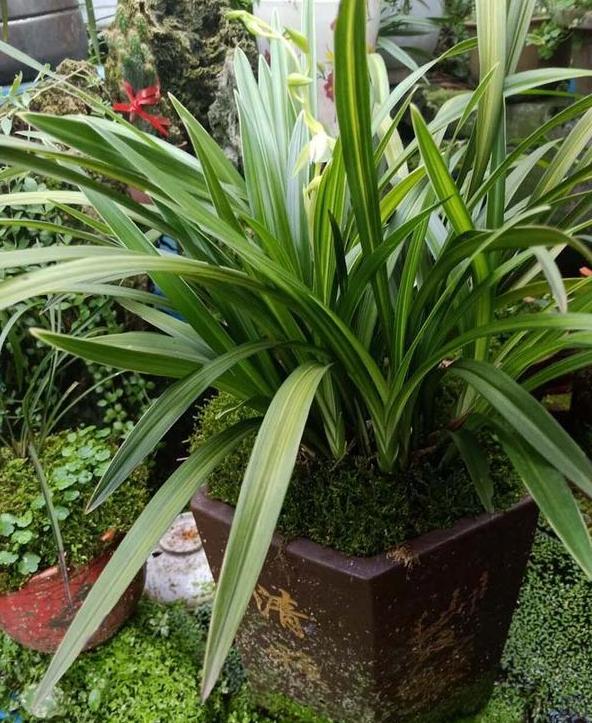 兰花盆栽适合放室外还是室内,盆栽兰花可以淋雨吗