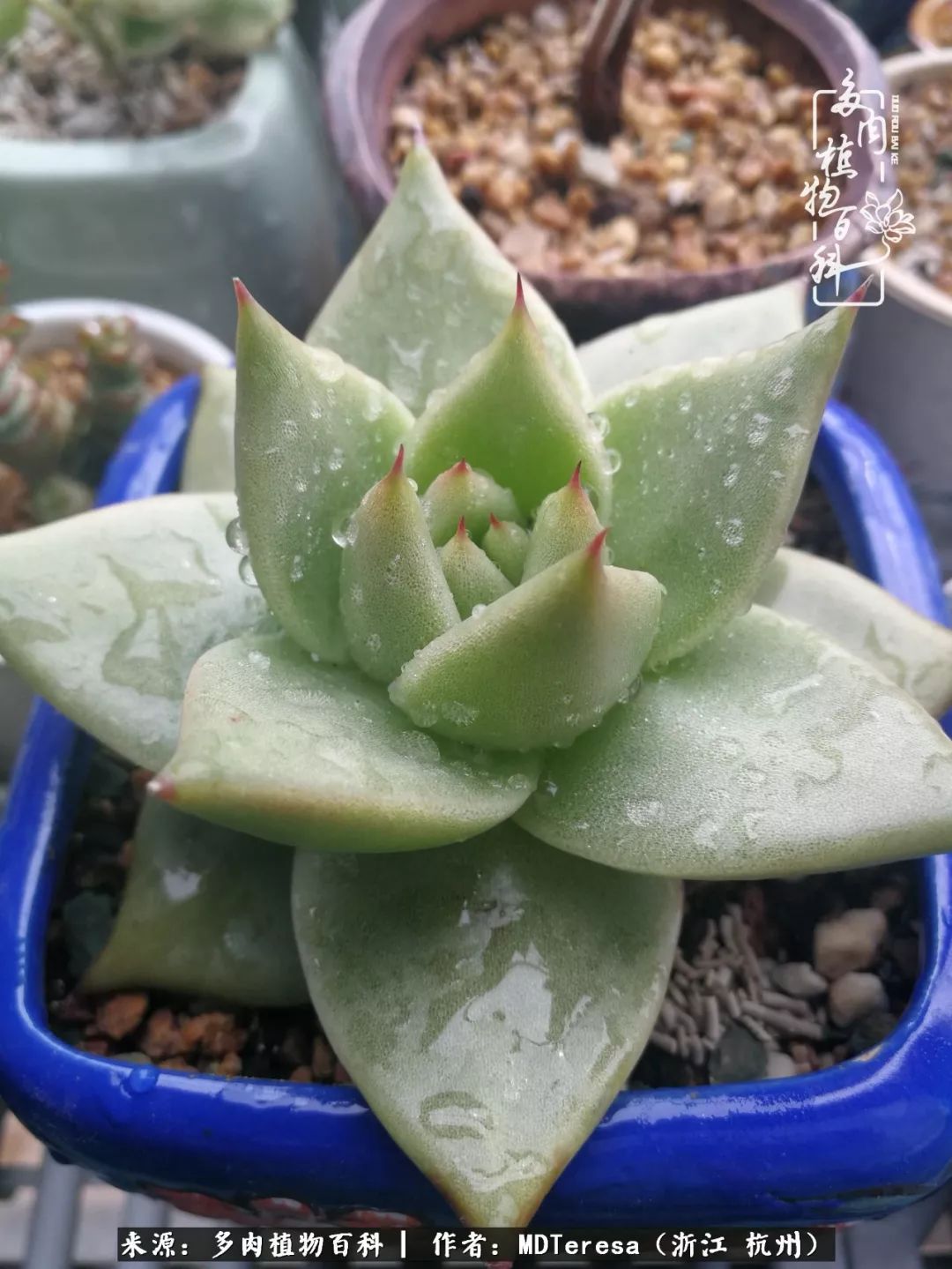 养好能养好的才是王道！期待多肉们的华丽转身