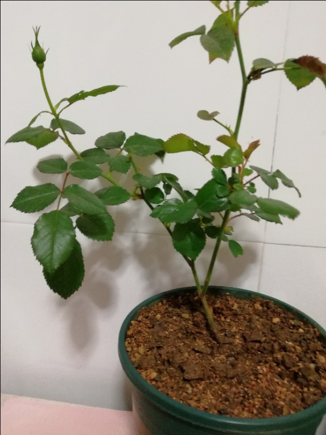 果汁阳台养殖方法,果汁阳台品种大全