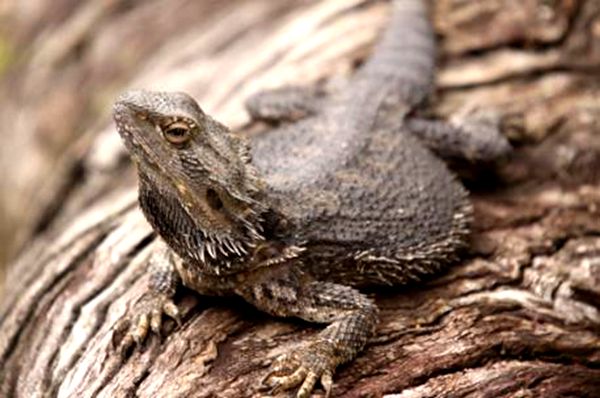 鬃狮蜥是主流爬宠么,如何饲养爬宠鬃狮蜥