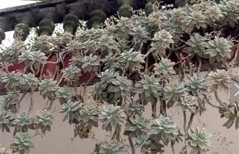 多肉老桩干货集锦，压轴的全是逆天极品!