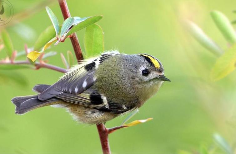 东江揽胜,惠州淡水常见鸟类图谱