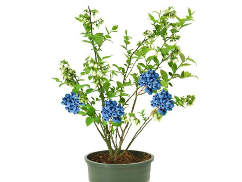 栽各种果树,20种适合栽在家的果树