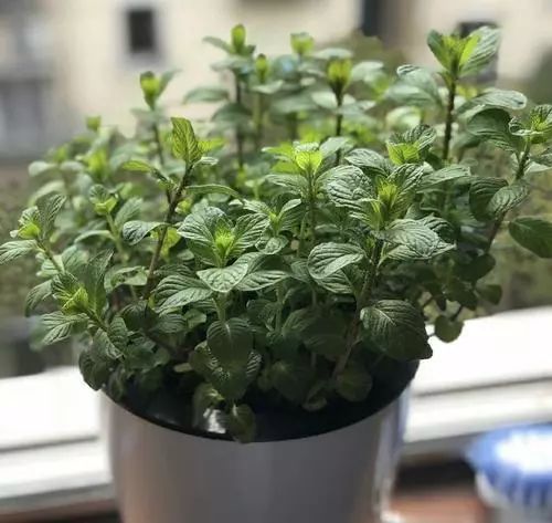 如何做薄荷盆栽,薄荷盆栽各种做法