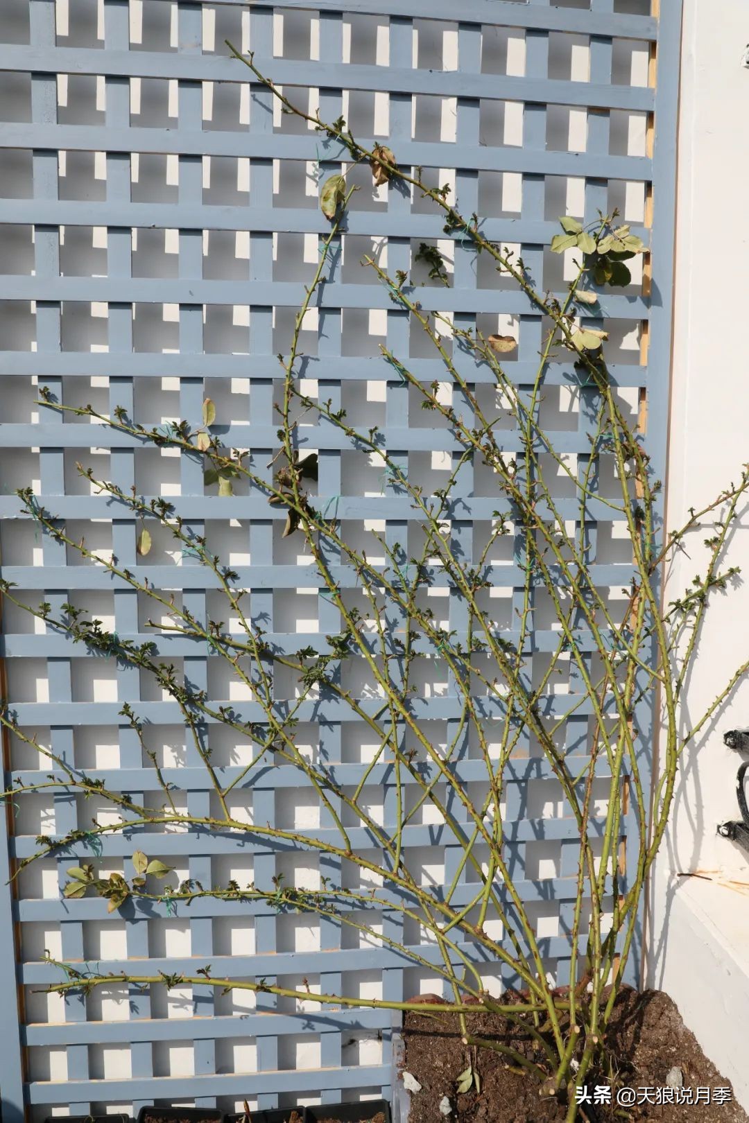 天狼推荐花墙月季品种,天狼月季罗衣花墙