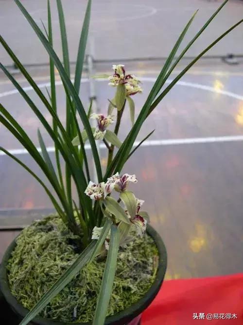 莲瓣兰的花和春剑的花有什么区别,春剑春兰莲瓣兰豆瓣兰怎么区分