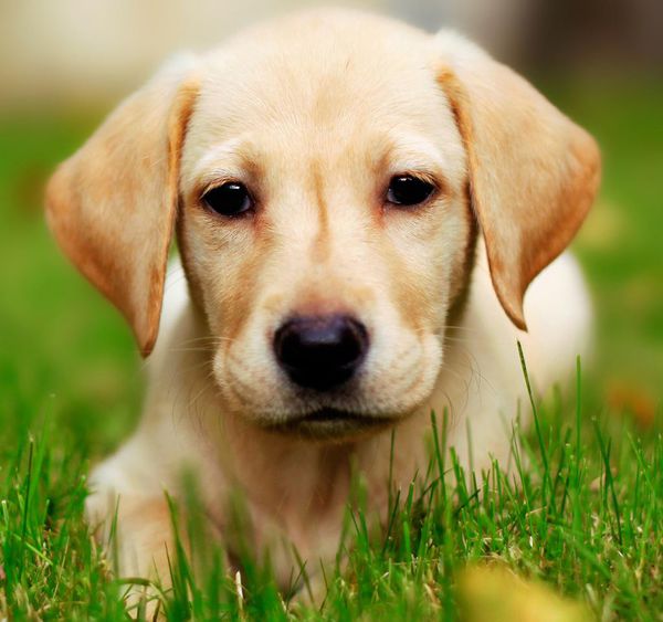 怎么养拉布拉多毛会好,怎么养拉布拉多的方法大全