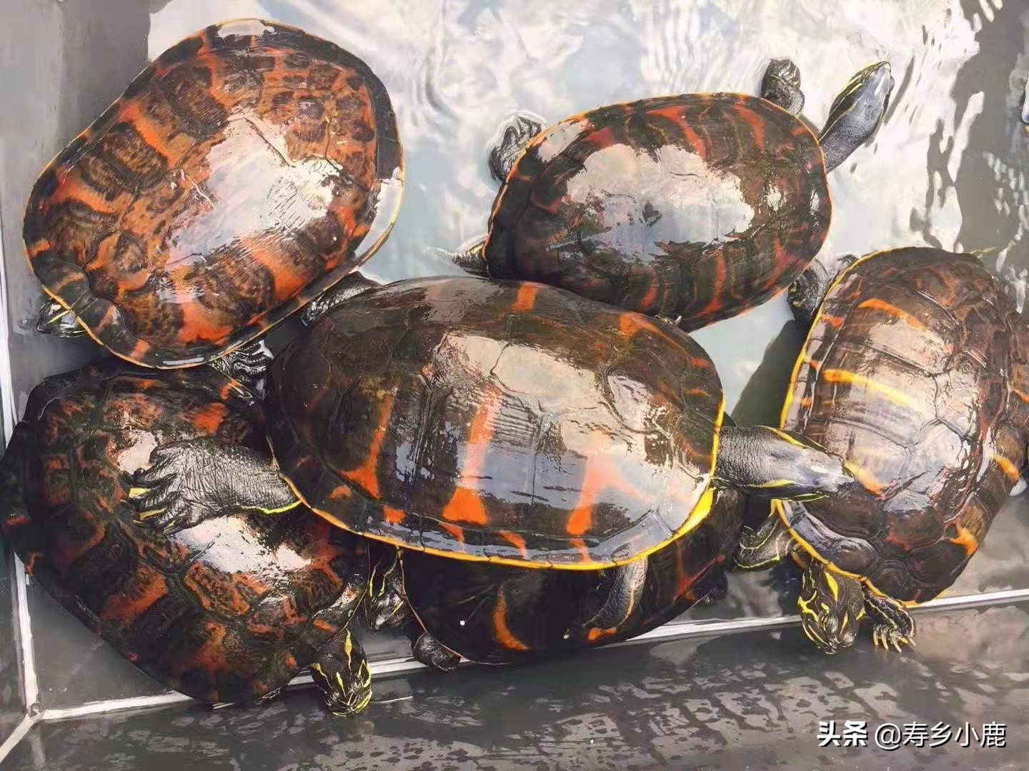 养龟水霉病最佳消灭方法,水龟水霉病最佳消灭方法