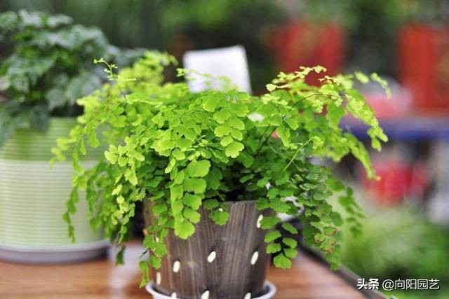 吸烟养什么植物净化,好养的二手烟克星室内植物