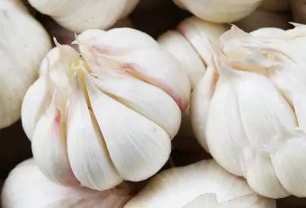 大蒜行情走势分析：买家压价严重蒜价乱行下滑