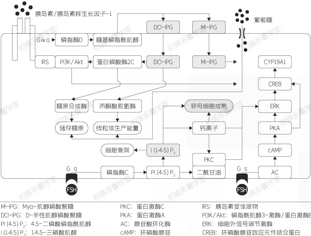 肌醇对胰岛素抵抗有用吗,没有胰岛素抵抗可以吃肌醇吗