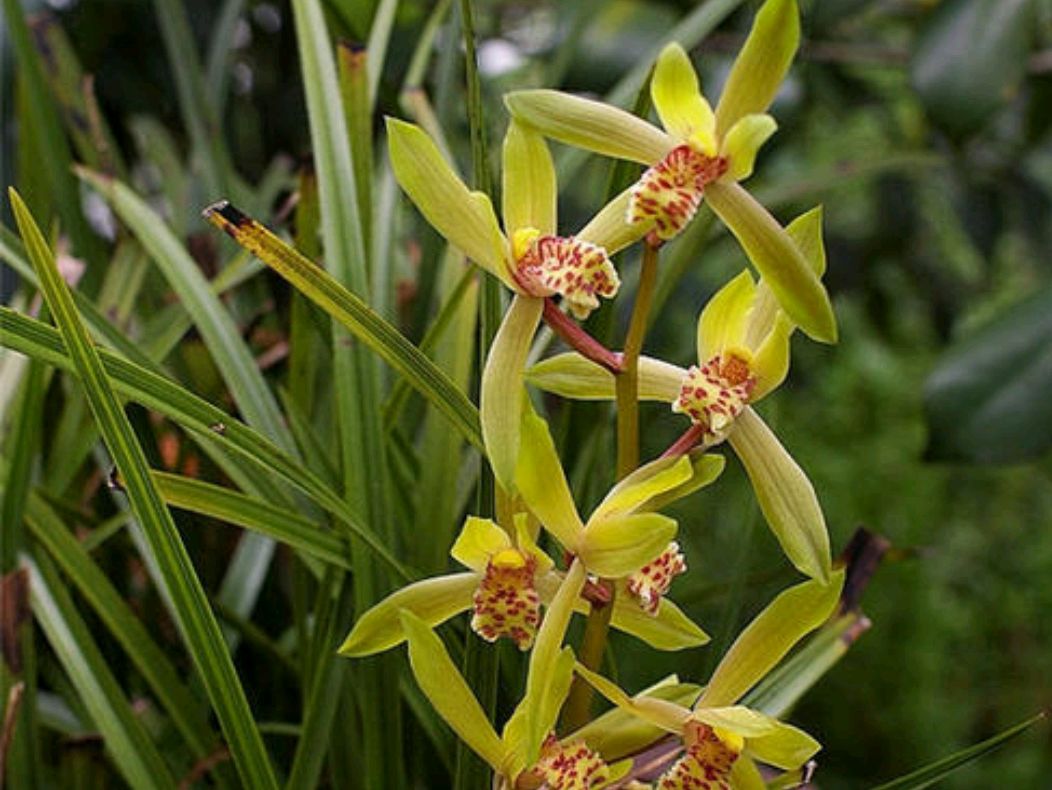 蕙兰为什么容易消苞,蕙兰干瘪腐烂怎么办