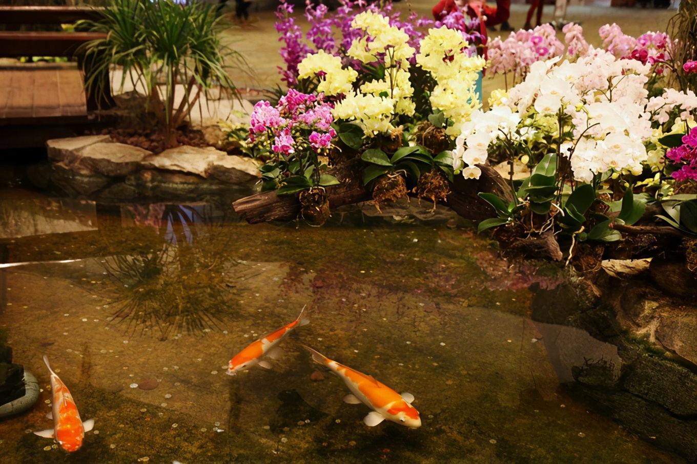 「怀念系列」新加坡|平价米其林+小众景点,3.5D我们不走寻常路3