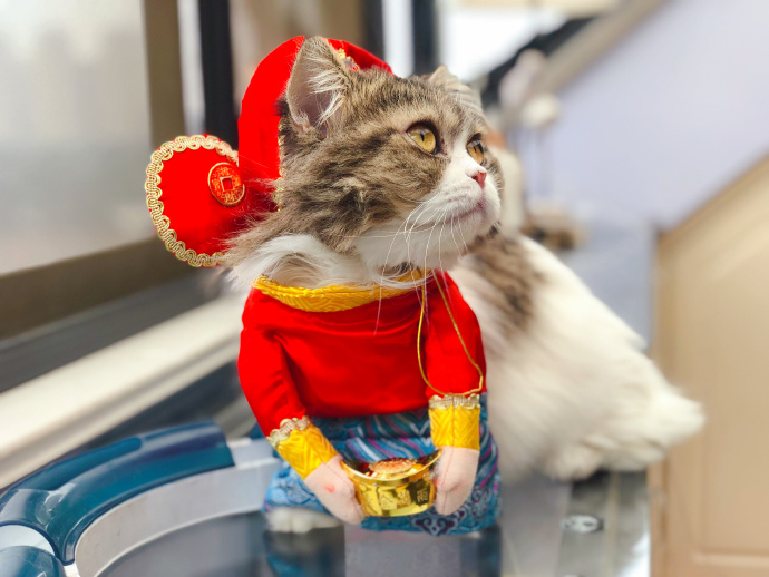 田园猫也是一条生命,中华田园猫中最稀有的田园猫排名