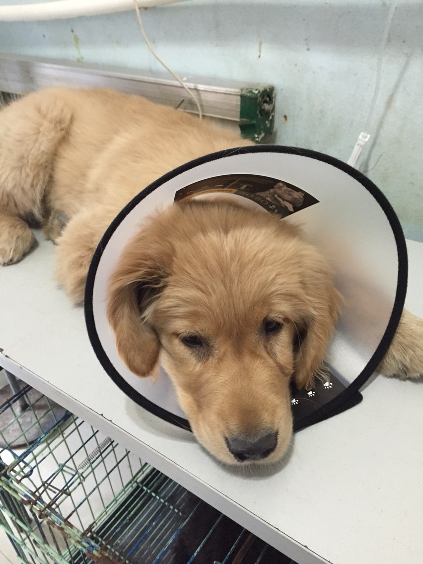 犬拉白色果冻状的便便怎么回事,宠物狗送到新家不到半月就拉肚子