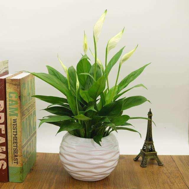 厕所养什么植物能去味,在卫生间浴室养的植物