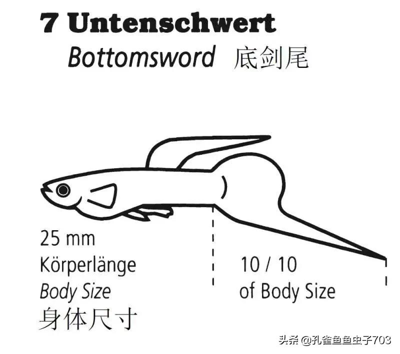 为啥我买的孔雀鱼尾巴特别小,为什么买的孔雀鱼养不活