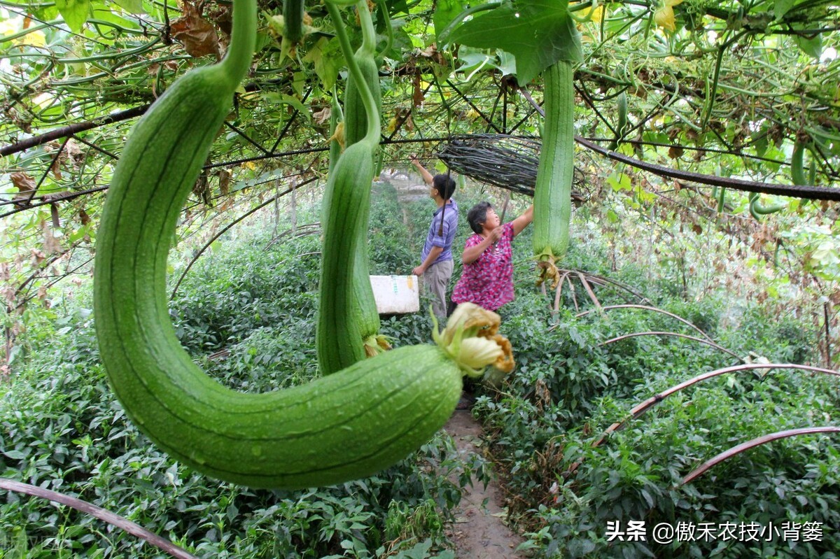 丝瓜弯曲的解决方法,黄瓜出现弯瓜该怎么处理视频
