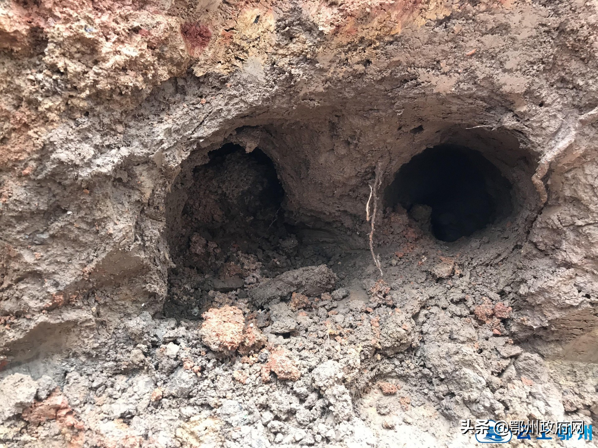 鄂州防汛江堤挖出白蚁巢穴3处，巡堤队员获1000元奖励