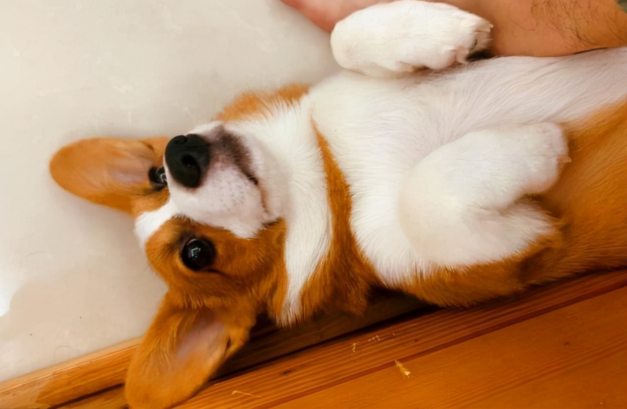 我家狗老是哼哼唧唧的,我家狗有窝不睡就睡地上