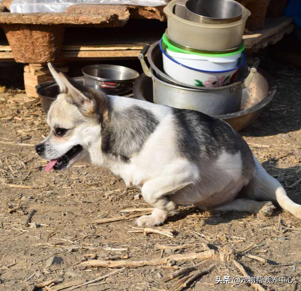 除夕,身上恶臭的萨摩耶在家门口流浪:为什么要抛弃我?