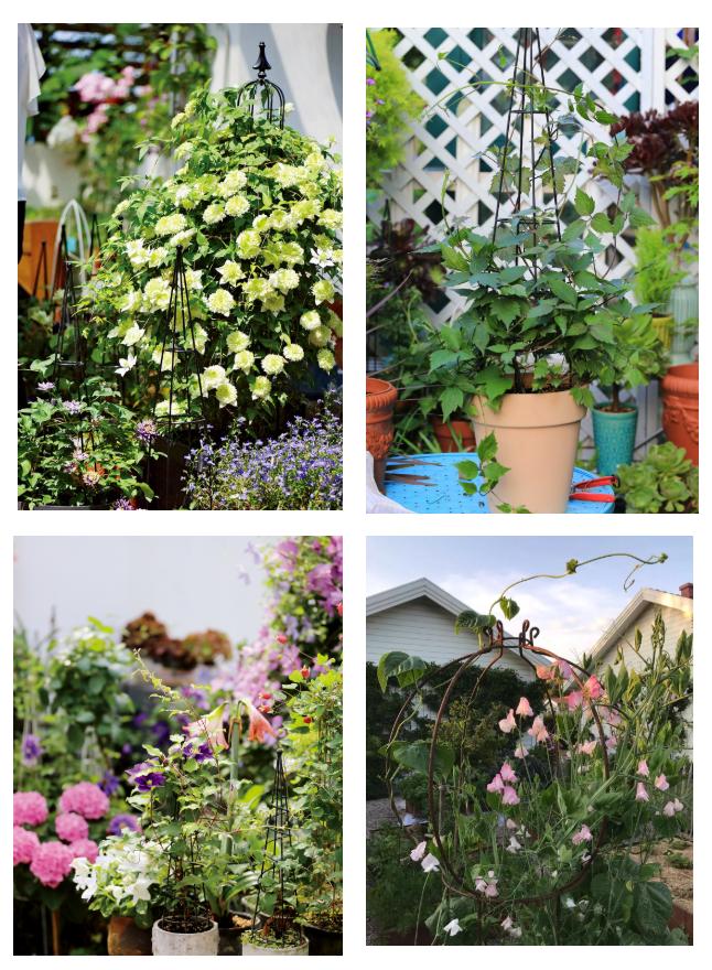 爬藤植物怎么牵引造型,爬藤植物是怎么爬藤的