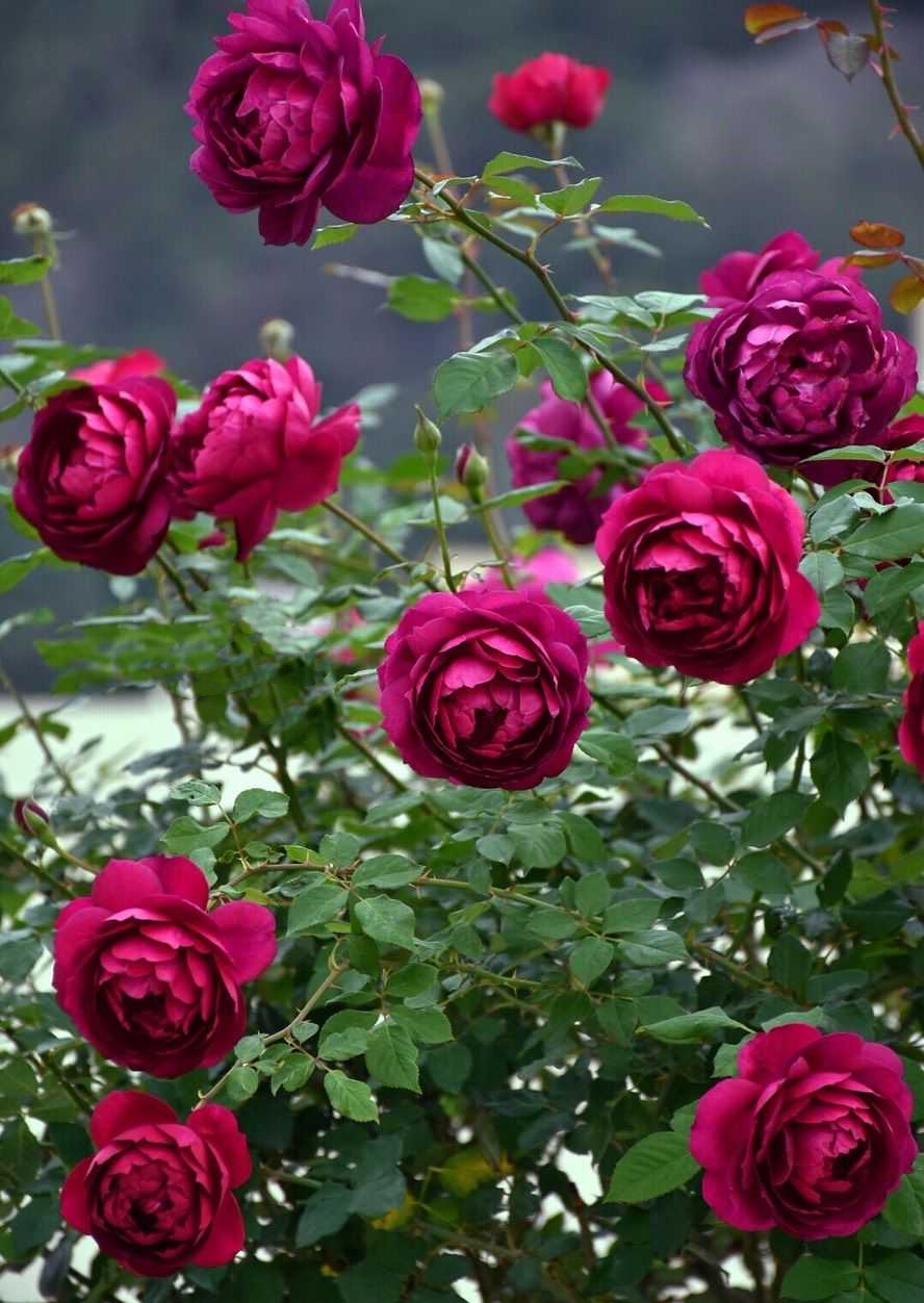 这8种花你不要乱浇水,新手种花品种推荐