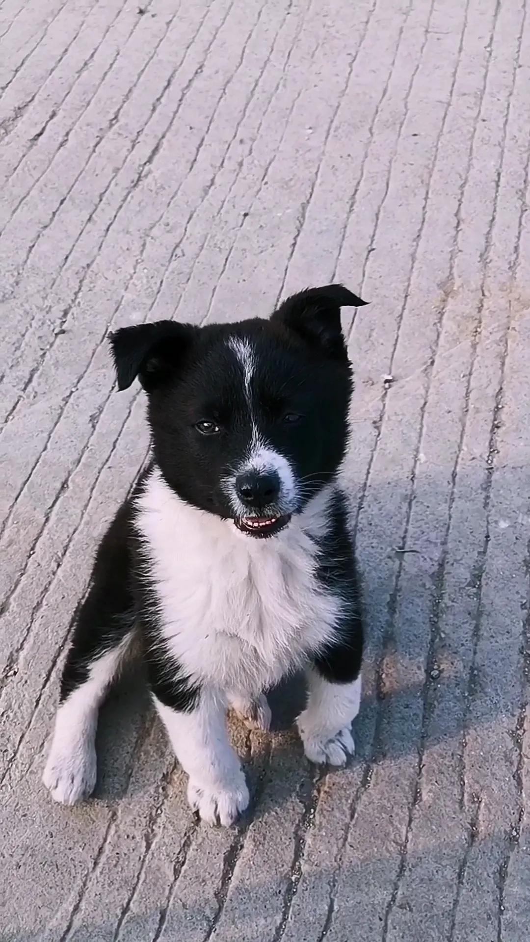 边牧只跟一只狗吵架,为了一只野狗打架