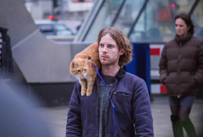 为什么流浪猫鲍勃去世了,流浪猫鲍勃治愈了多少人