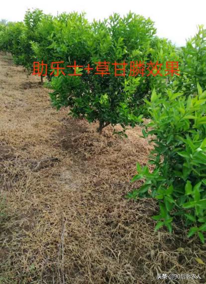 矿物油植物精油,有机硅助剂和精油区别