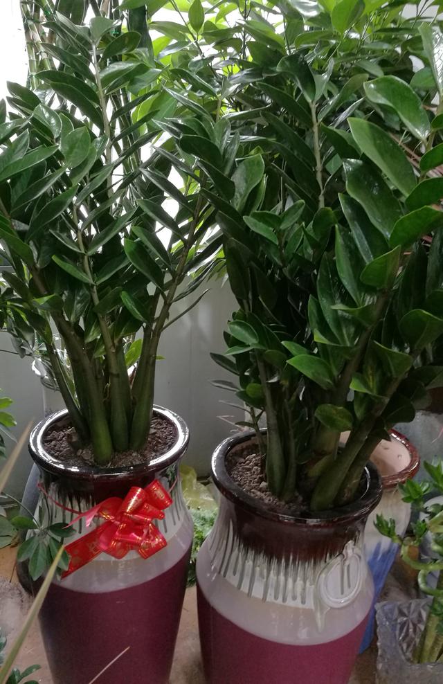 公司开业送什么盆栽植物,新店开业送什么易活盆栽植物